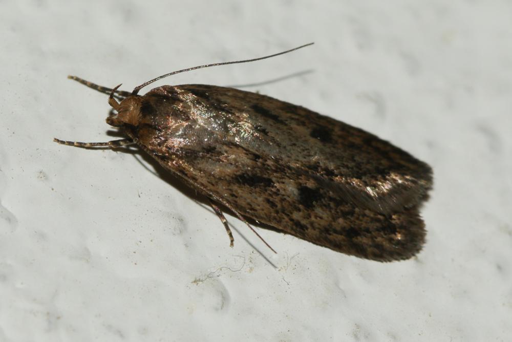Hofmannophila pseudospretella (Stainton, 1849)