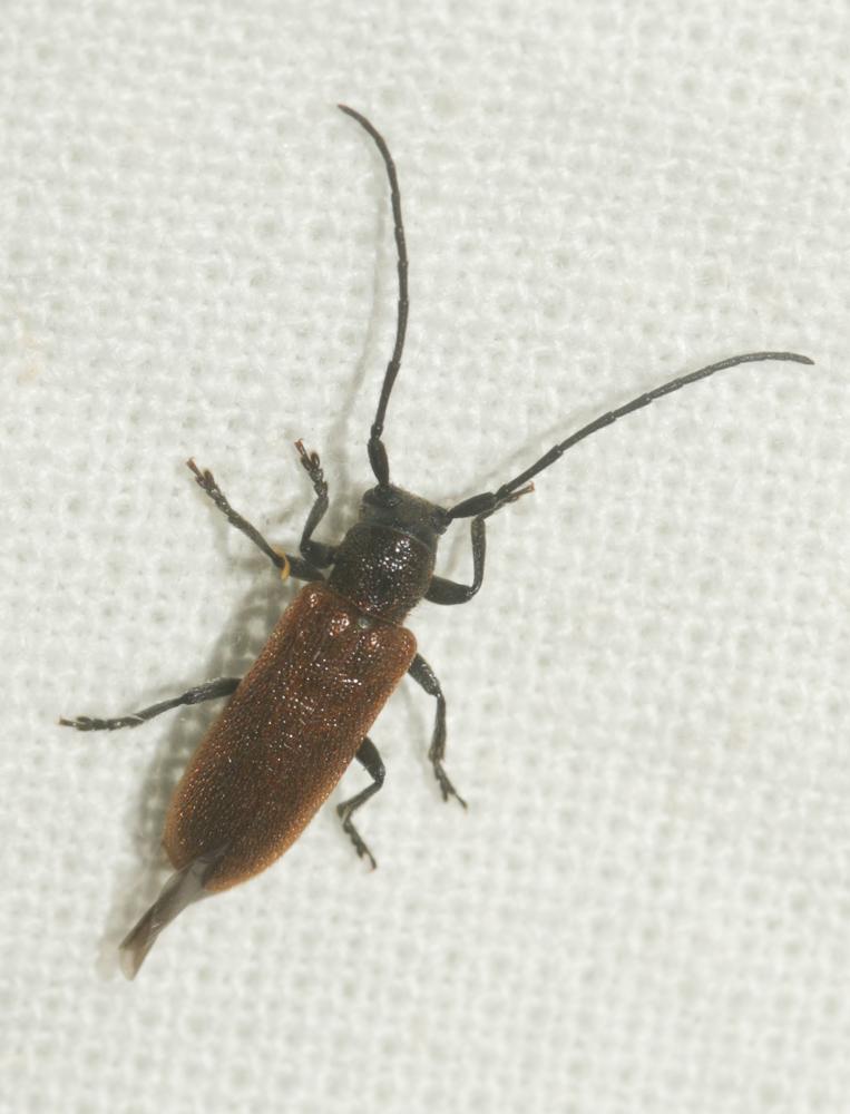 Anaesthetis testacea (Fabricius, 1781)
