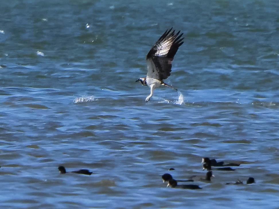 Balbuzard pêcheur Pandion haliaetus (Linnaeus, 1758)