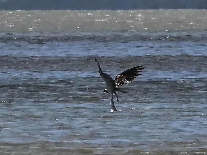 Balbuzard pêcheur Pandion haliaetus (Linnaeus, 1758)
