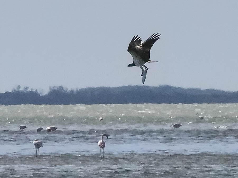 Balbuzard pêcheur Pandion haliaetus (Linnaeus, 1758)