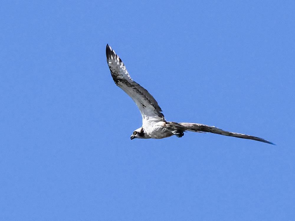 Balbuzard pêcheur Pandion haliaetus (Linnaeus, 1758)