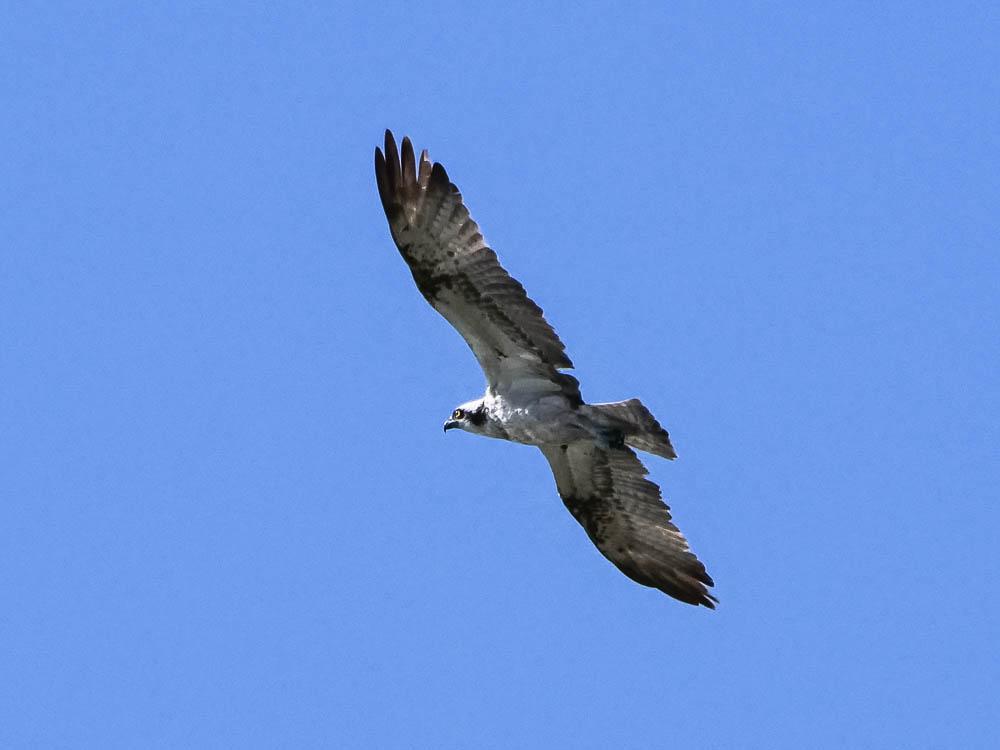 Balbuzard pêcheur Pandion haliaetus (Linnaeus, 1758)