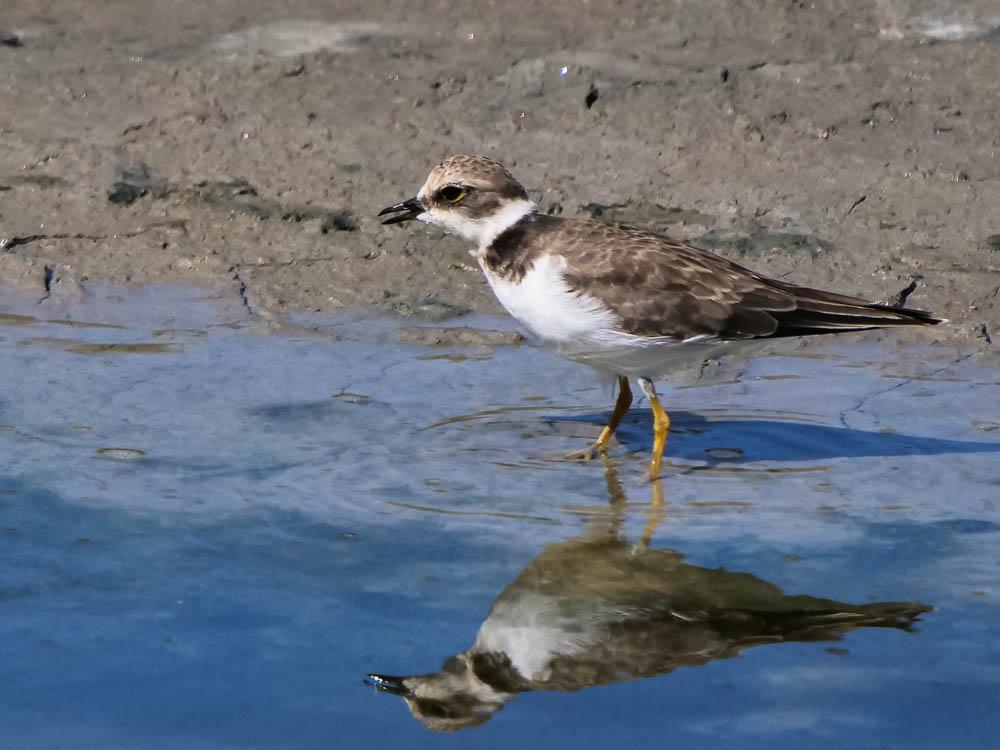 Petit Gravelot Charadrius dubius Scopoli, 1786