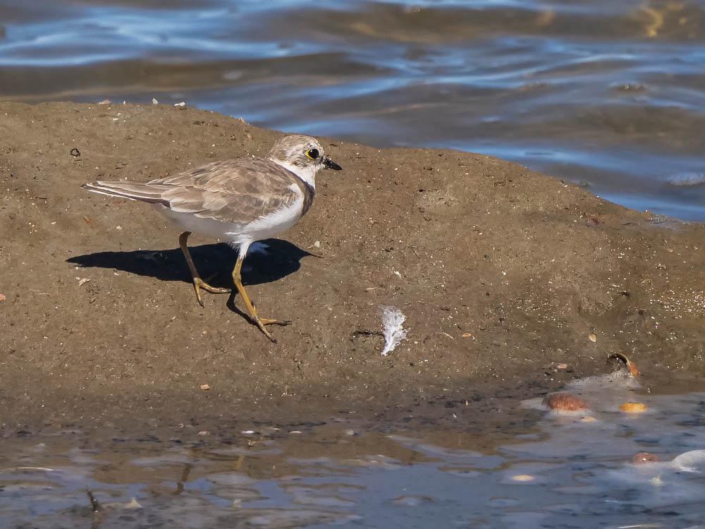 Petit Gravelot Charadrius dubius Scopoli, 1786
