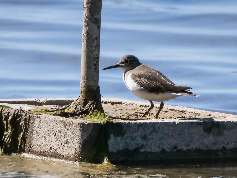 Chevalier guignette Actitis hypoleucos (Linnaeus, 1758)