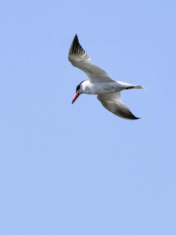 Sterne caspienne Hydroprogne caspia (Pallas, 1770)