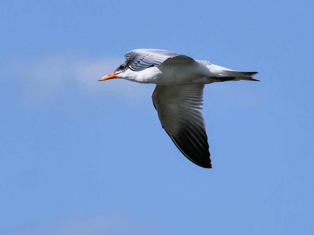 Sterne caspienne Hydroprogne caspia (Pallas, 1770)