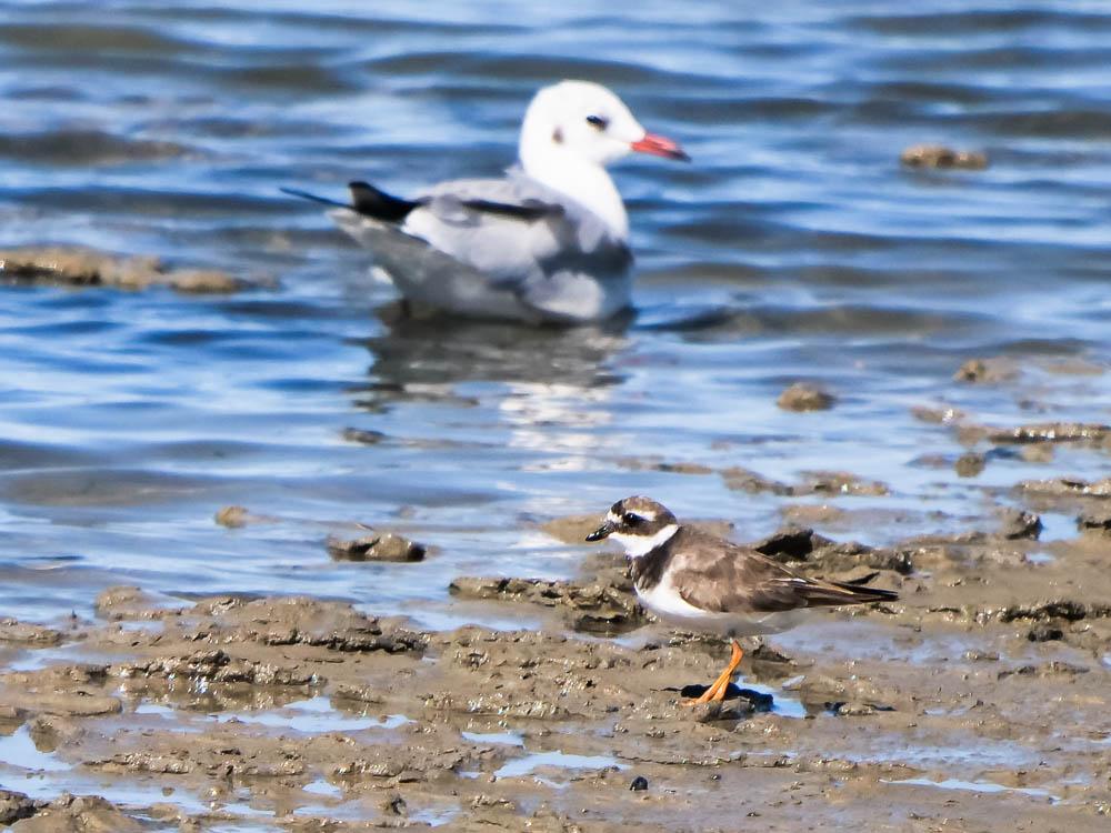 Grand Gravelot Charadrius hiaticula Linnaeus, 1758