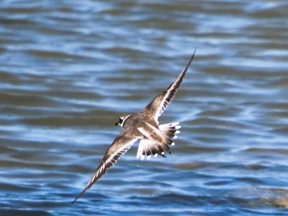 Grand Gravelot Charadrius hiaticula Linnaeus, 1758