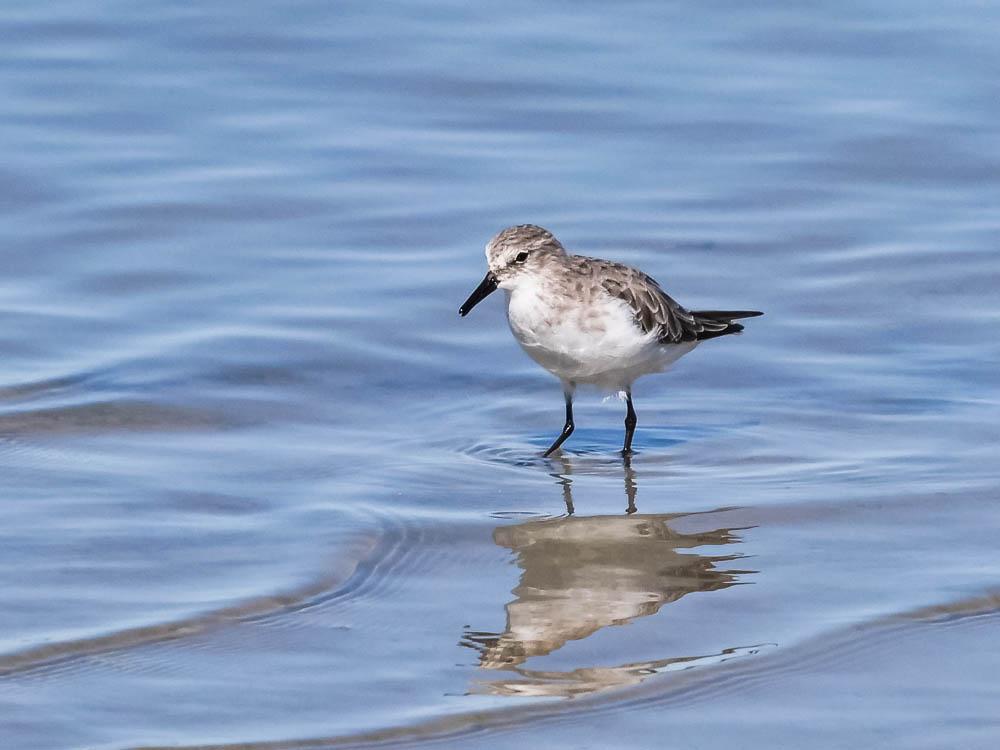 Bécasseau minute Calidris minuta (Leisler, 1812)