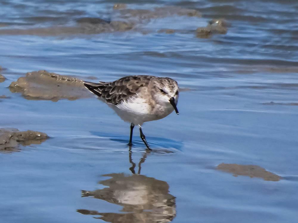 Bécasseau minute Calidris minuta (Leisler, 1812)