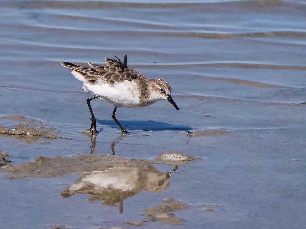 Bécasseau minute Calidris minuta (Leisler, 1812)