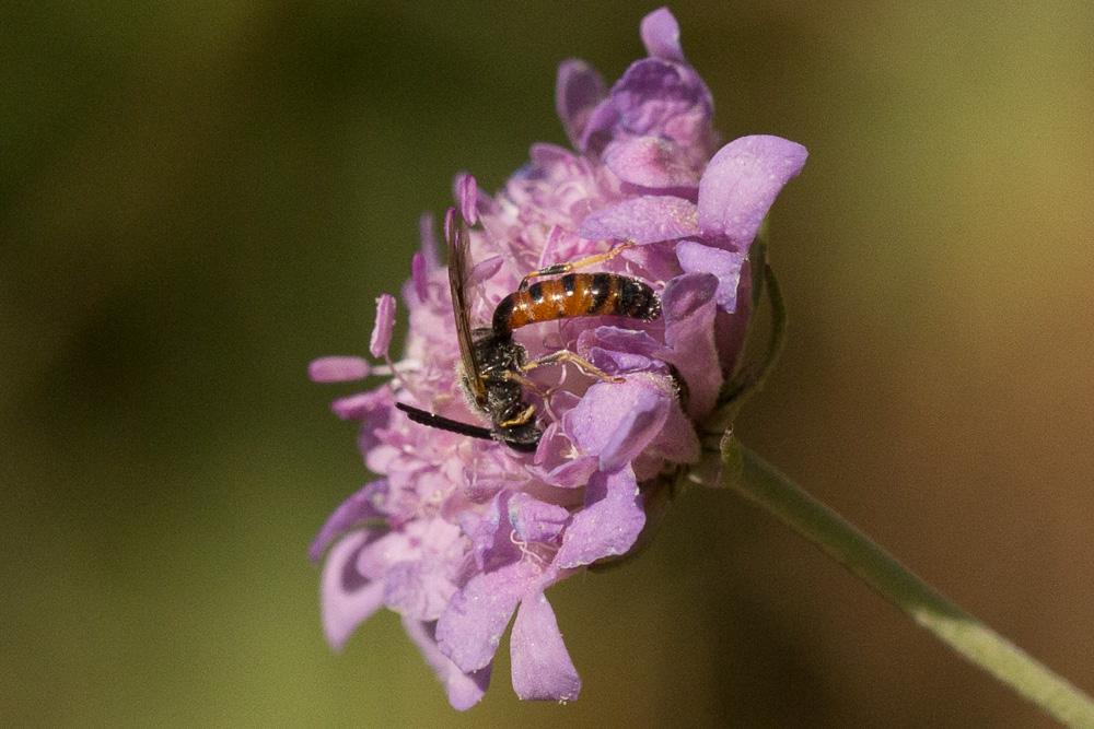  Lasioglossum albipes (Fabricius, 1781)