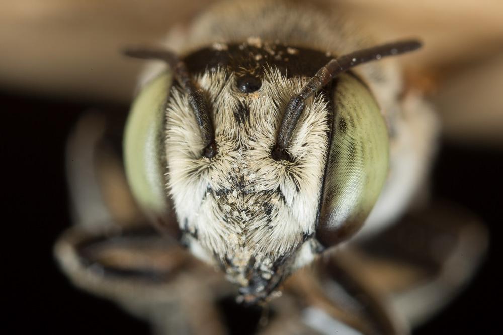  Megachile marginata Smith, 1853