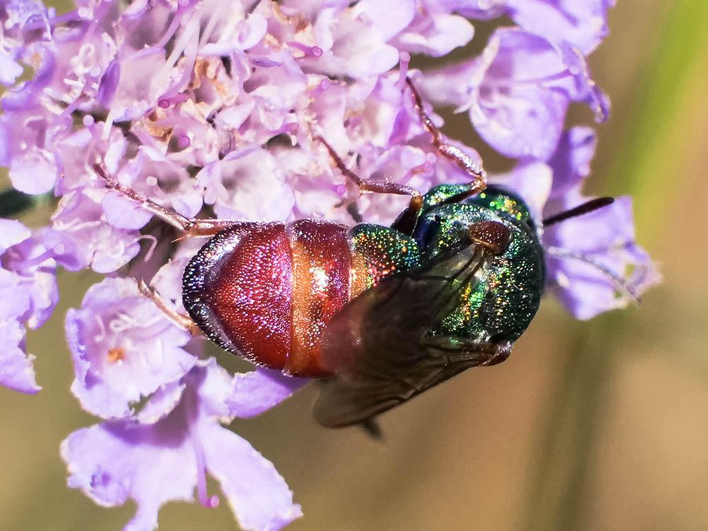  Parnopes grandior (Pallas, 1771)