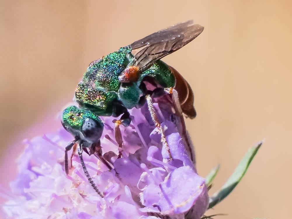  Parnopes grandior (Pallas, 1771)