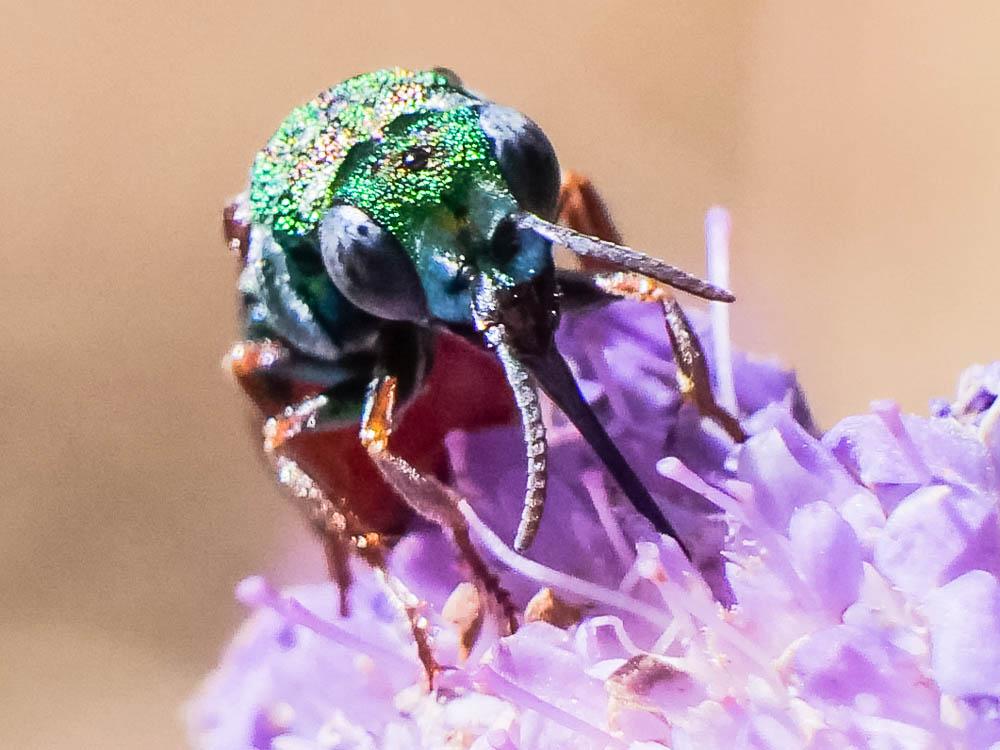  Parnopes grandior (Pallas, 1771)