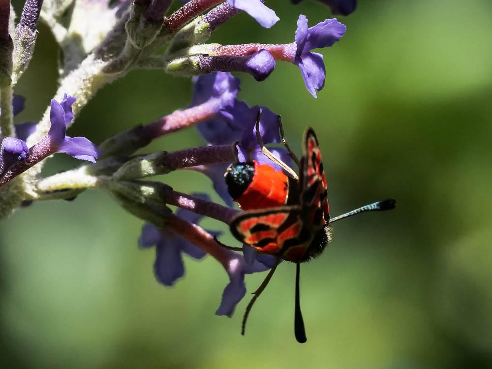 Zygène de la Petite coronille (La) Zygaena fausta (Linnaeus, 1767)