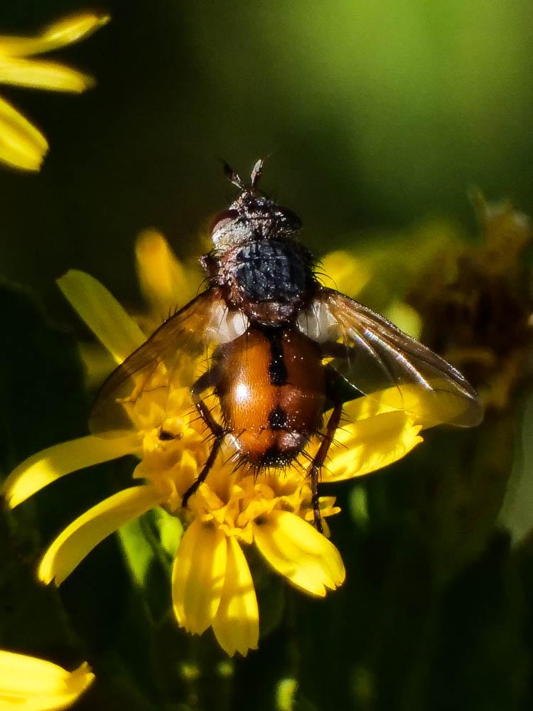 Tachina magnicornis (Zetterstedt, 1844)