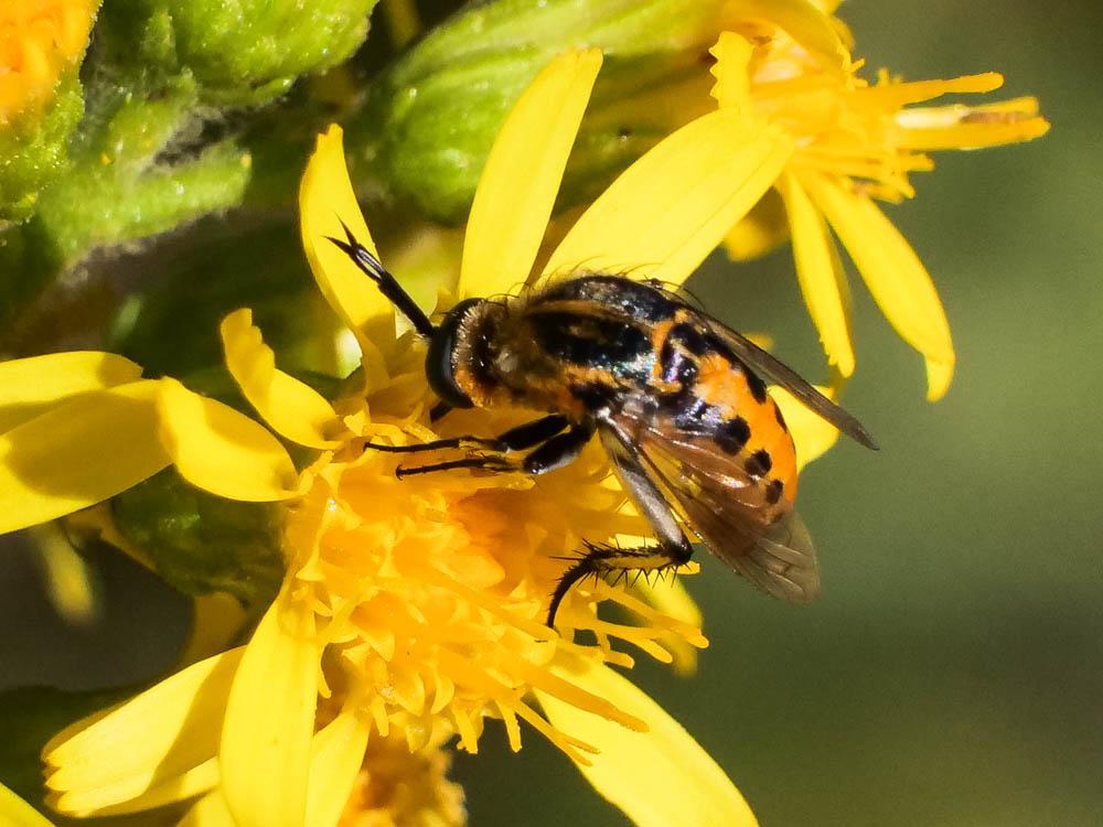  Toxophora fasciculata (Villers, 1789)