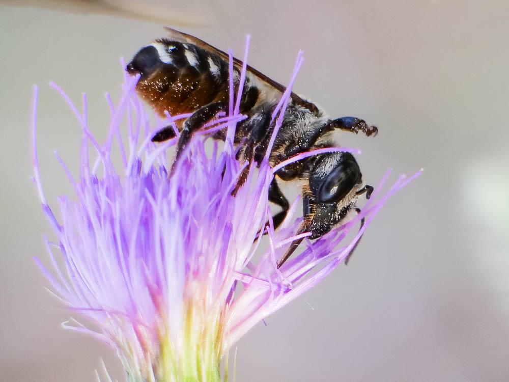  Megachile albisecta (Klug, 1817)