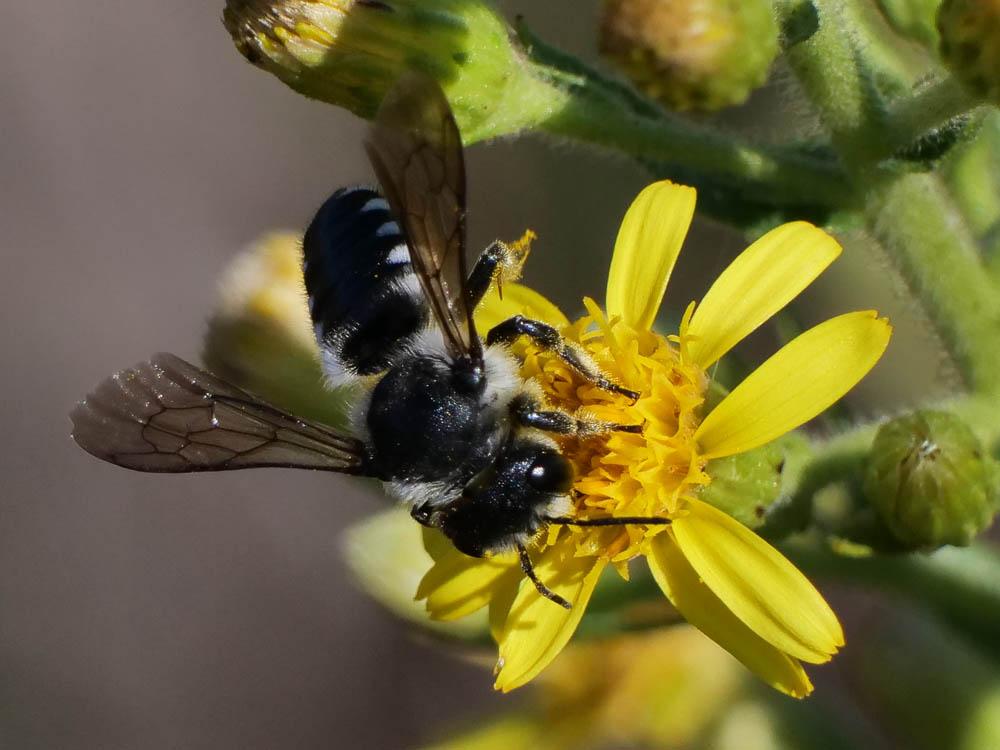 Megachile octosignata Nylander, 1852