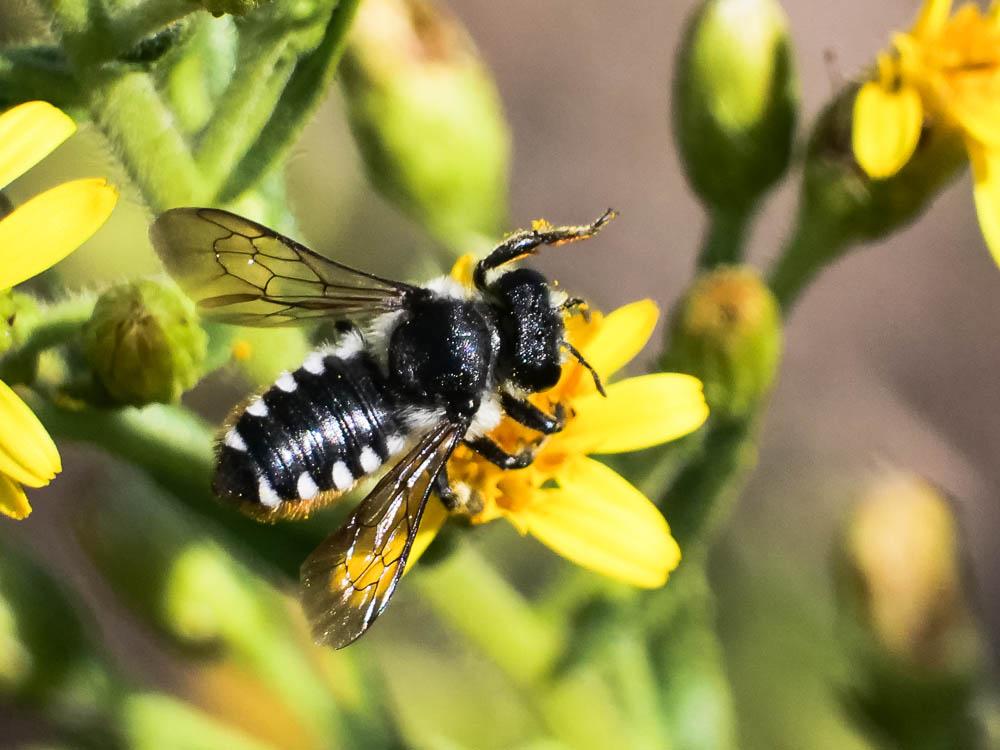  Megachile octosignata Nylander, 1852