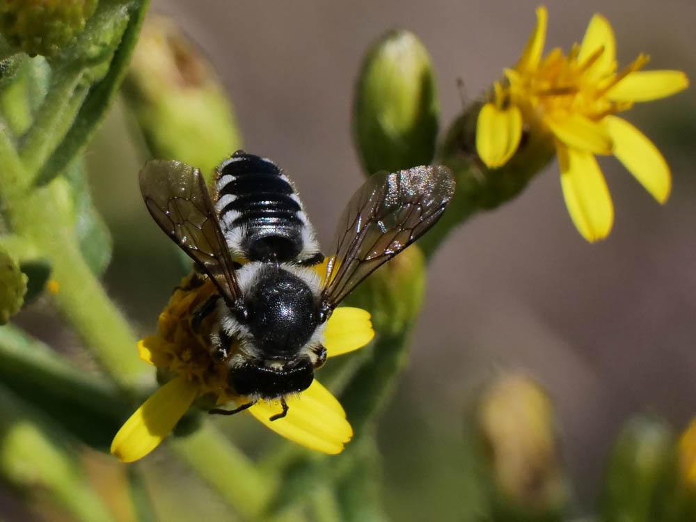 Megachile octosignata Nylander, 1852
