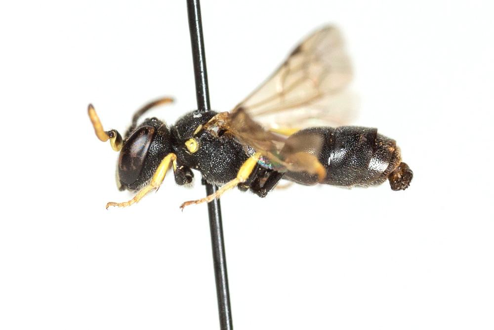 Hylaeus annularis (Kirby, 1802)