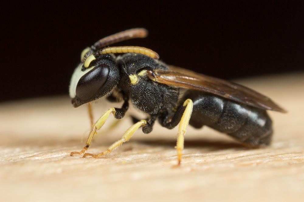  Hylaeus annularis (Kirby, 1802)