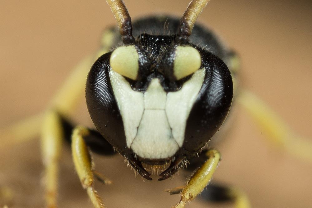  Hylaeus annularis (Kirby, 1802)