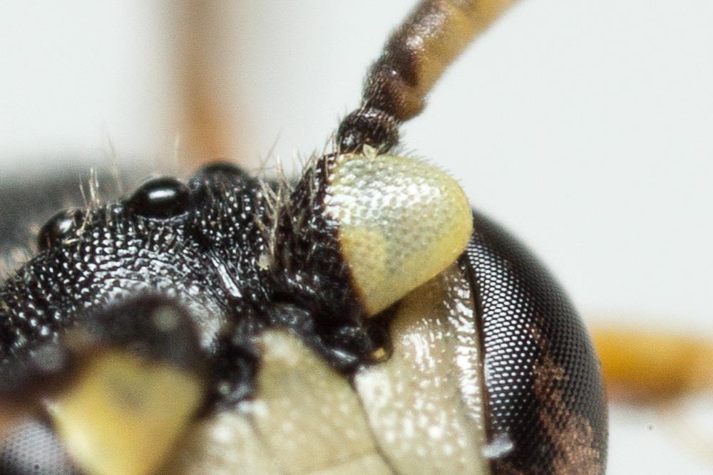 Hylaeus annularis (Kirby, 1802)