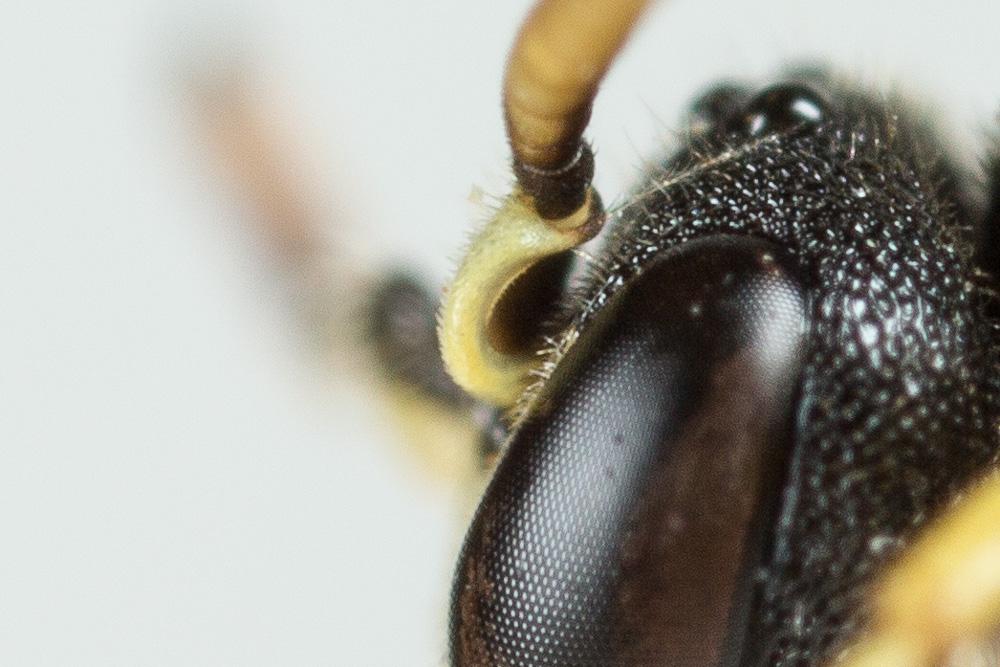 Hylaeus annularis (Kirby, 1802)