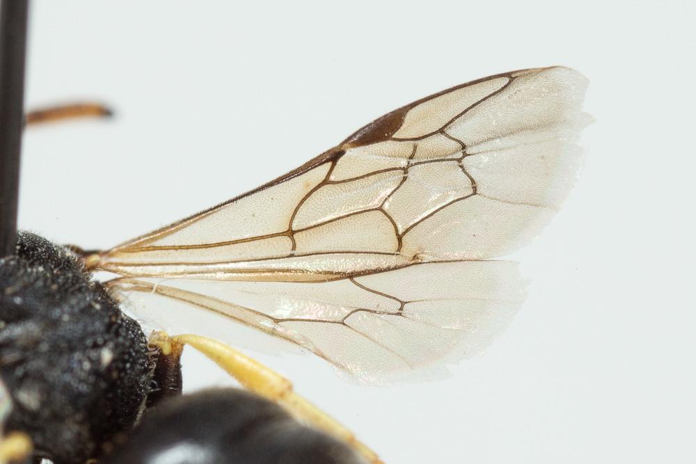 Hylaeus annularis (Kirby, 1802)