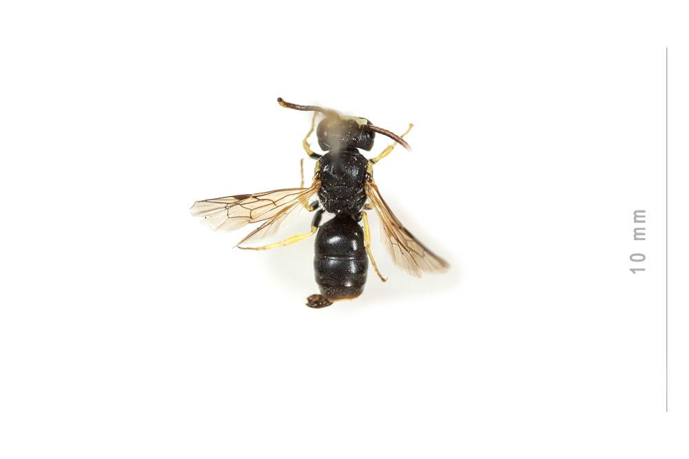 Hylaeus annularis (Kirby, 1802)