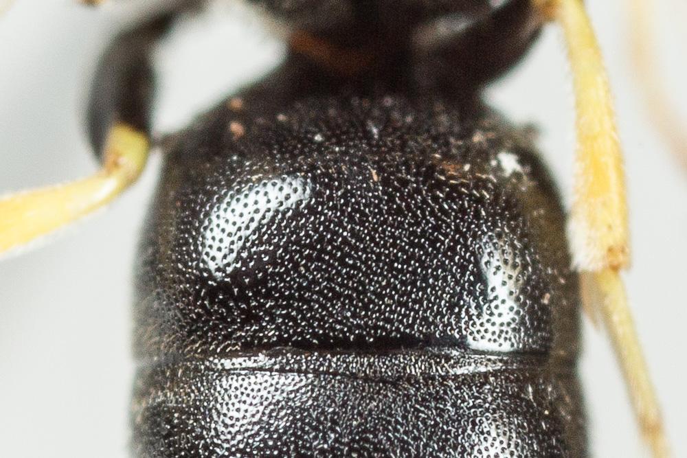 Hylaeus annularis (Kirby, 1802)