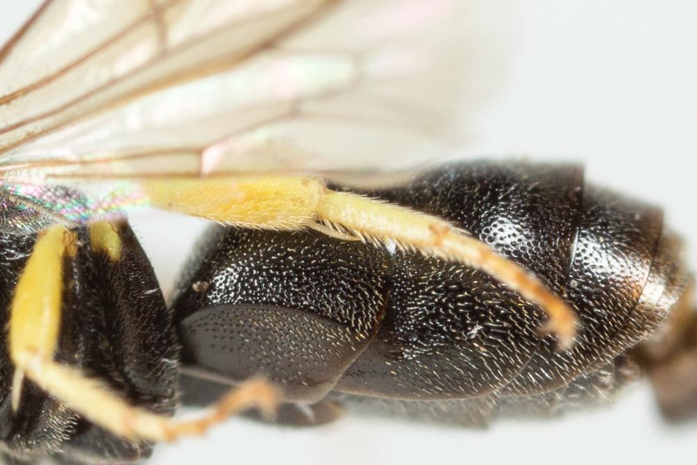  Hylaeus annularis (Kirby, 1802)
