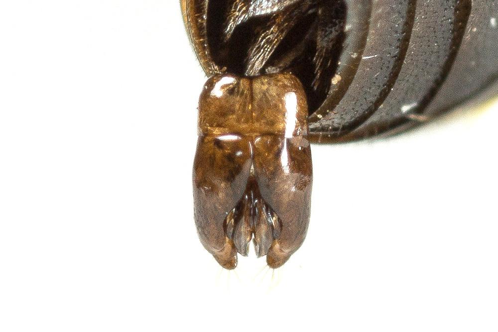 Hylaeus annularis (Kirby, 1802)