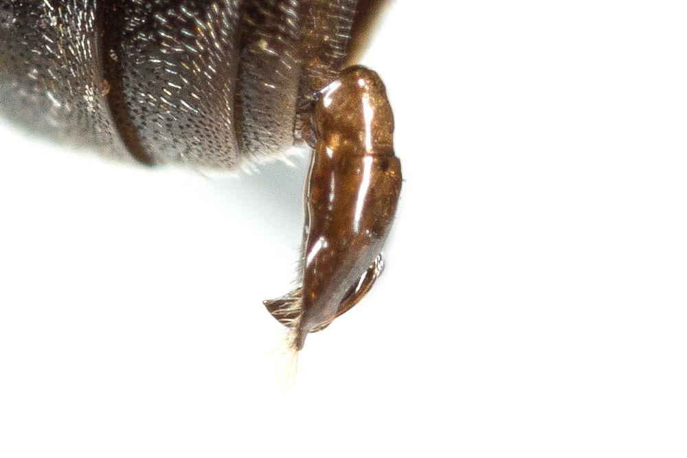  Hylaeus annularis (Kirby, 1802)