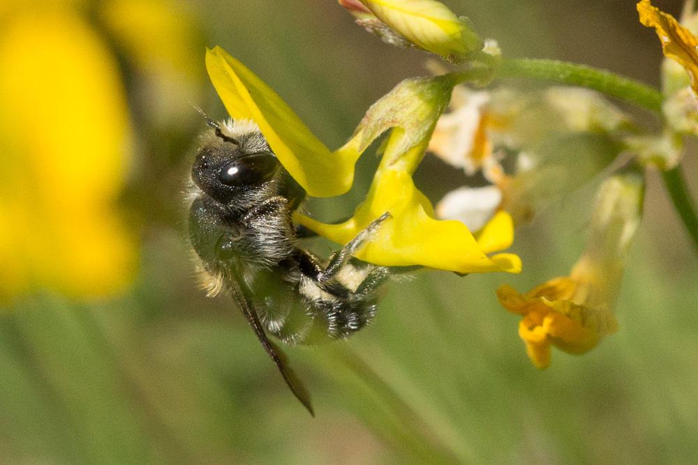  Osmia argyropyga Pérez, 1879