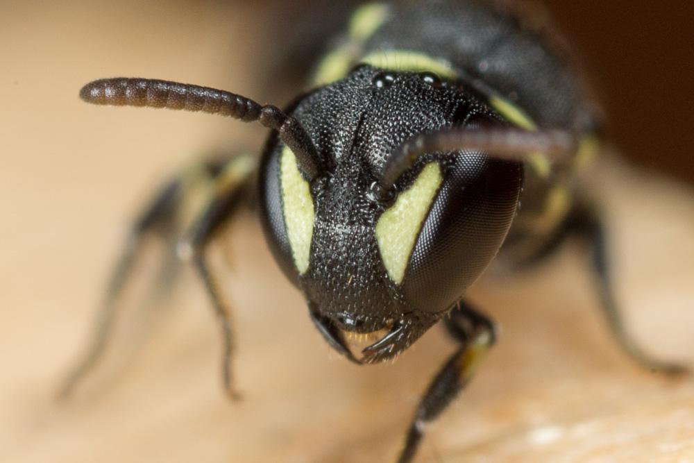  Hylaeus clypearis (Schenck, 1853)
