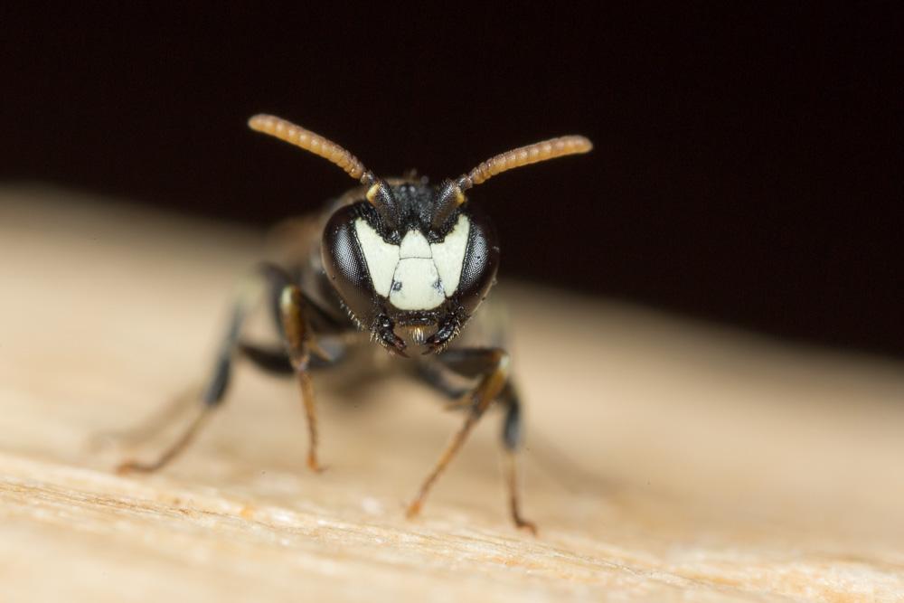  Hylaeus gredleri Förster, 1871