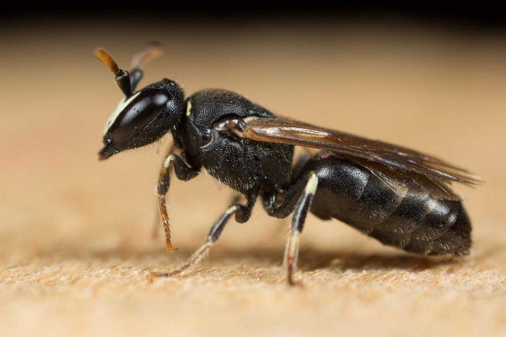  Hylaeus gredleri Förster, 1871