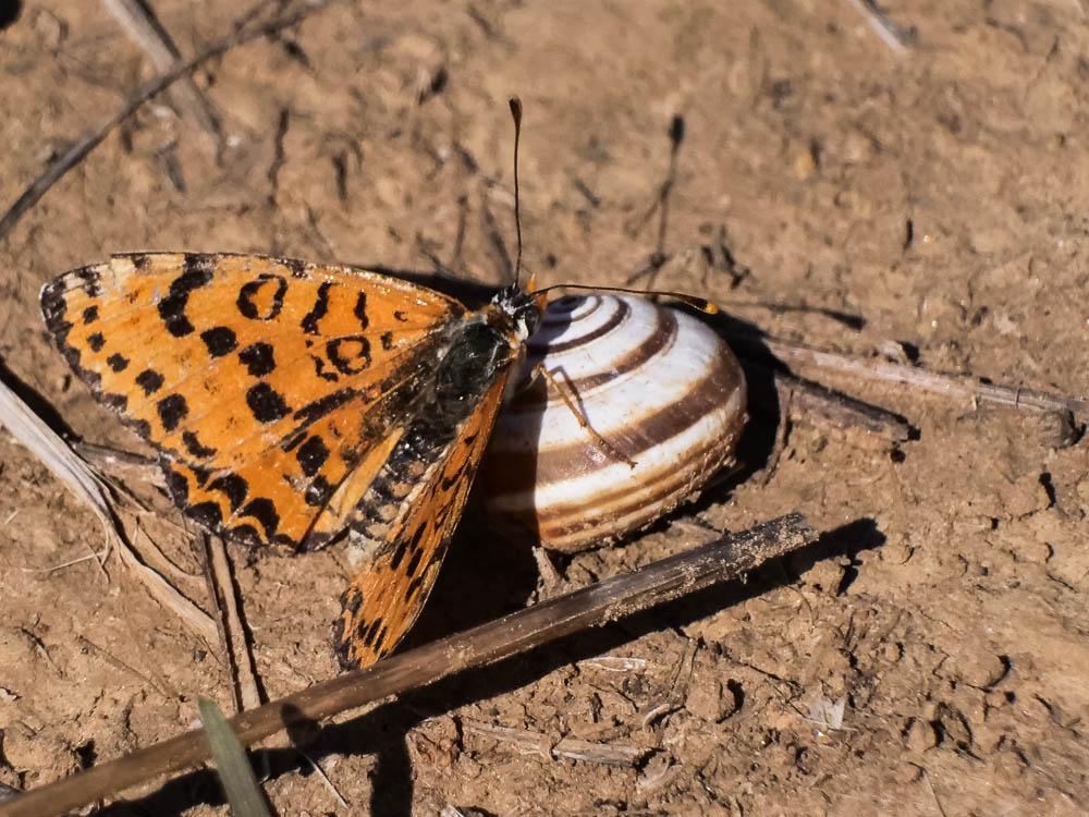 La Mélitée orangée (La), Damier orangé (Le), Diane (L Melitaea didyma (Esper, 1778)