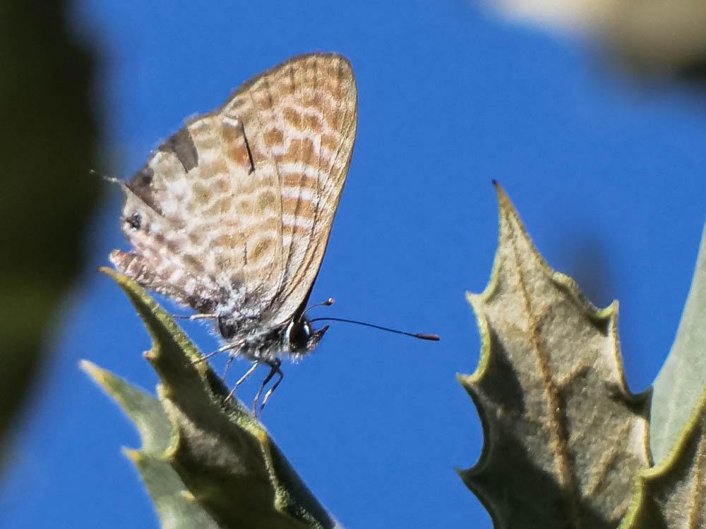 Le Azuré de la Luzerne (L'), Azuré de Lang (L'), Argu Leptotes pirithous (Linnaeus, 1767)
