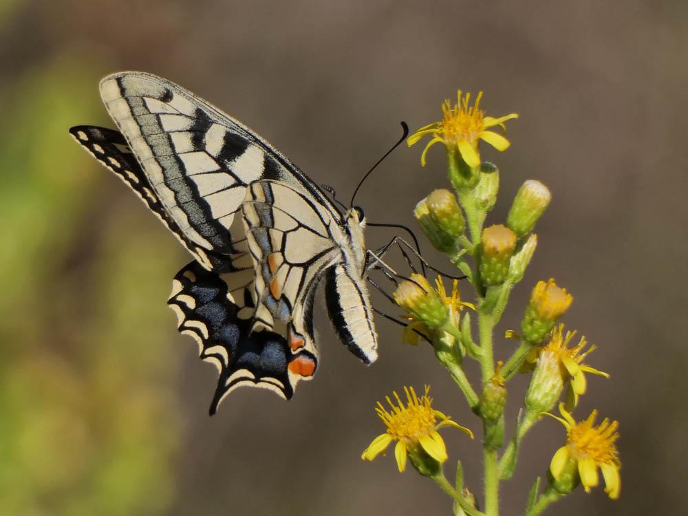 Machaon (Le), Grand Porte-Queue (Le) Papilio machaon Linnaeus, 1758
