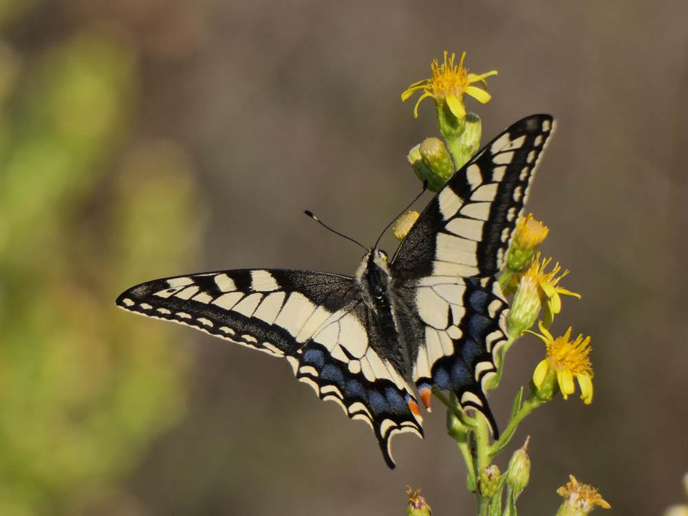 Machaon (Le), Grand Porte-Queue (Le) Papilio machaon Linnaeus, 1758