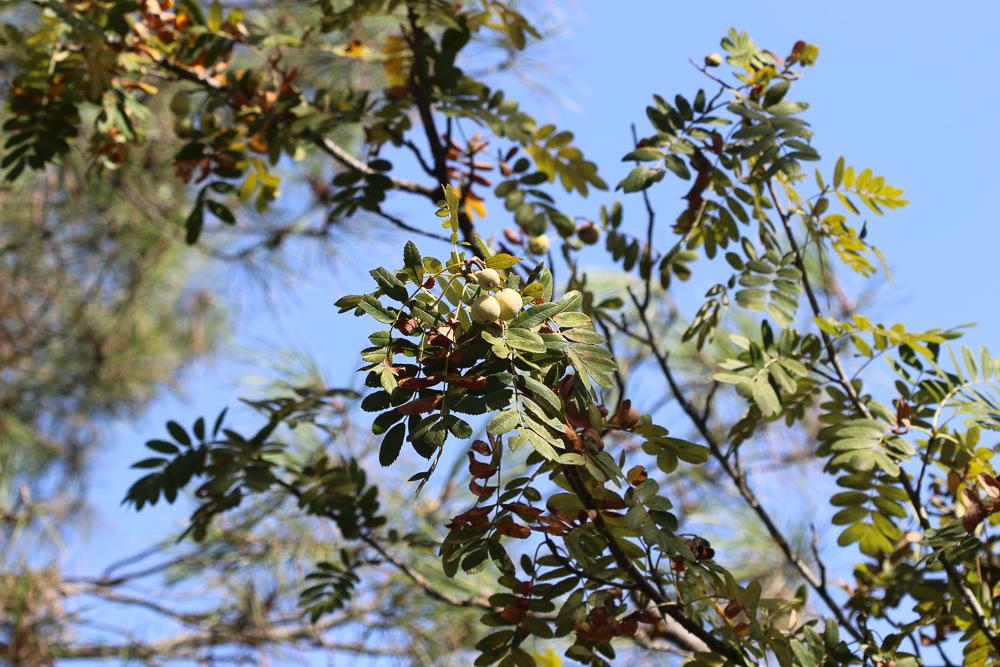 Cormier, Sorbier domestique Sorbus domestica L., 1753