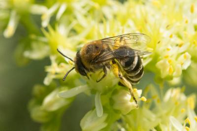  Colletes nigricans Gistel, 1857